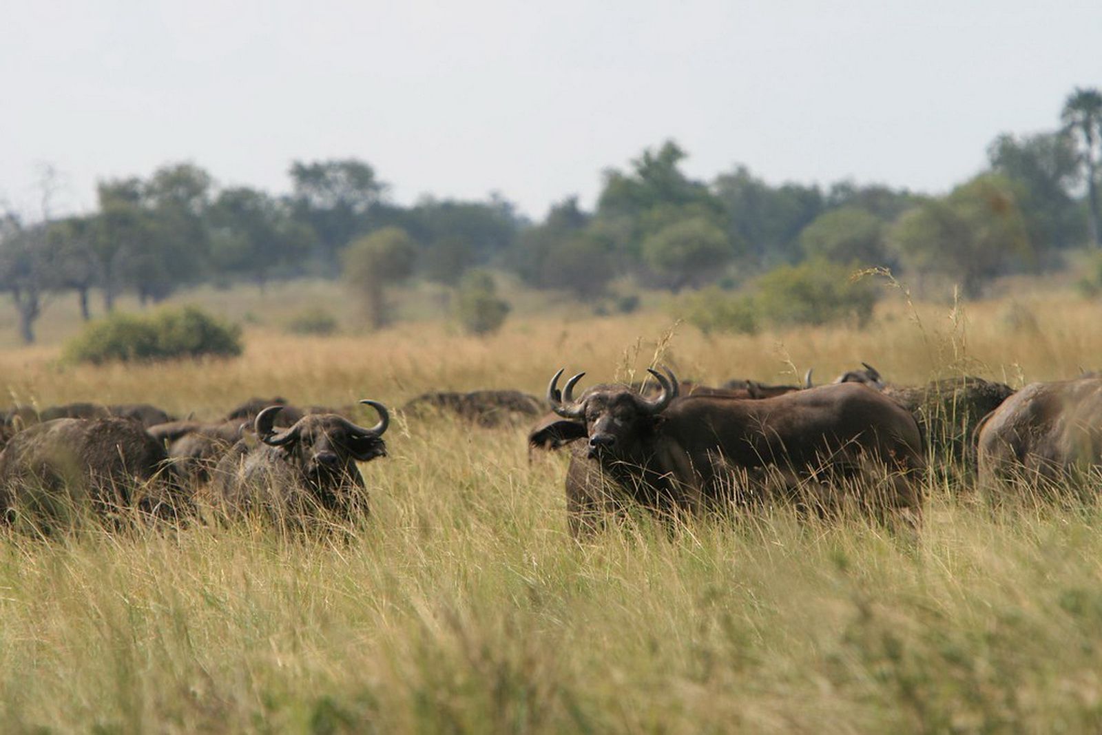 Buffalos_in_Mikumi_National_Park
