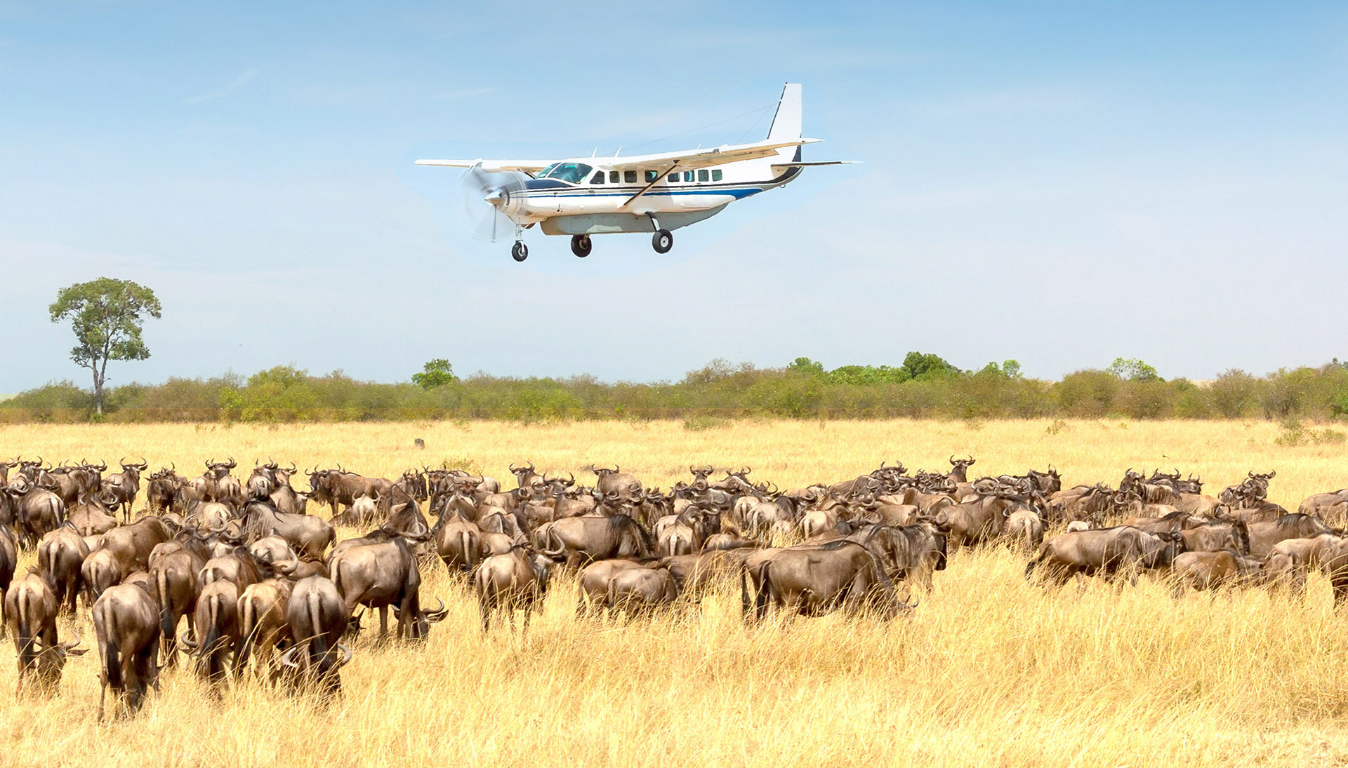 Fly-In-Serengeti