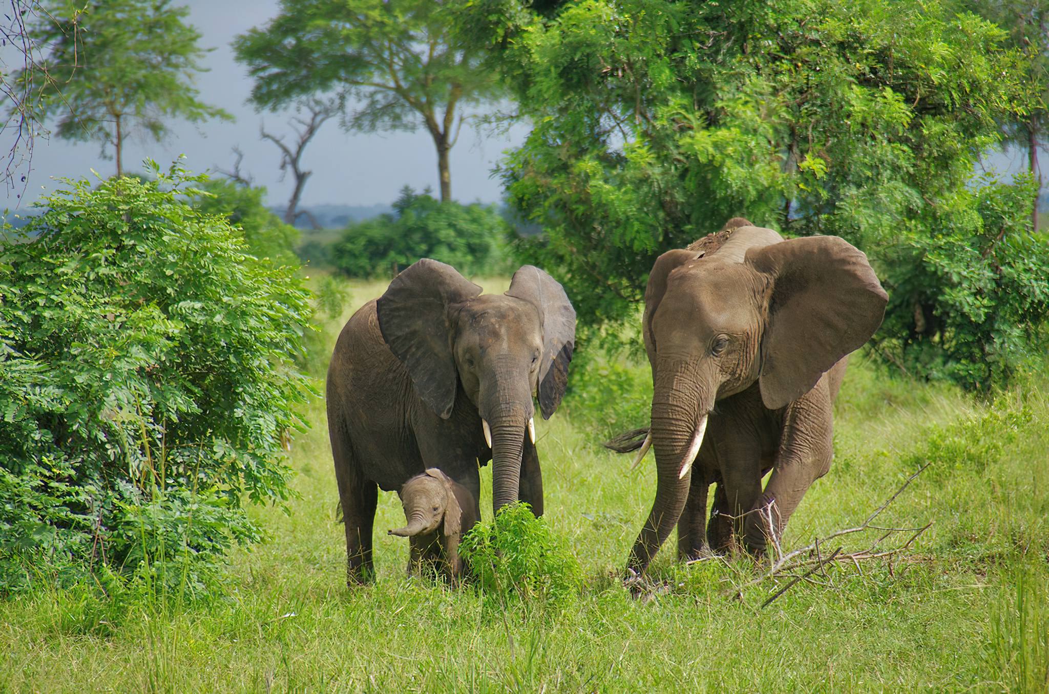 Mikumi_National_Park_Elephants_104
