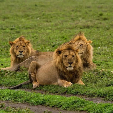 from-zanzibar-wildlife-safari-day-trip-at-mikumi-national-park-by-flight-855347_384x