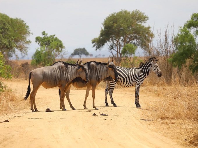 mikumi-national-park